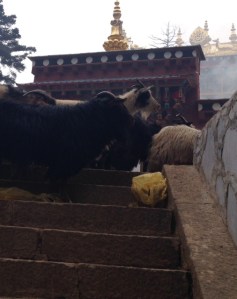 Goats at Dabao