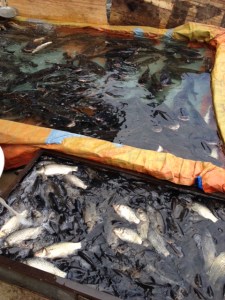 live fish tank at Lijiang market