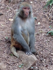 Monastery near Shaxi